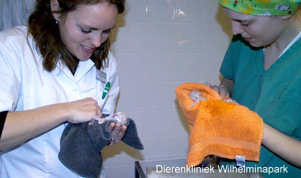 kat keizersnede, het droog wrijven van de kittens door onze assistentes. dierenkliniek wilhelminapark in utrecht